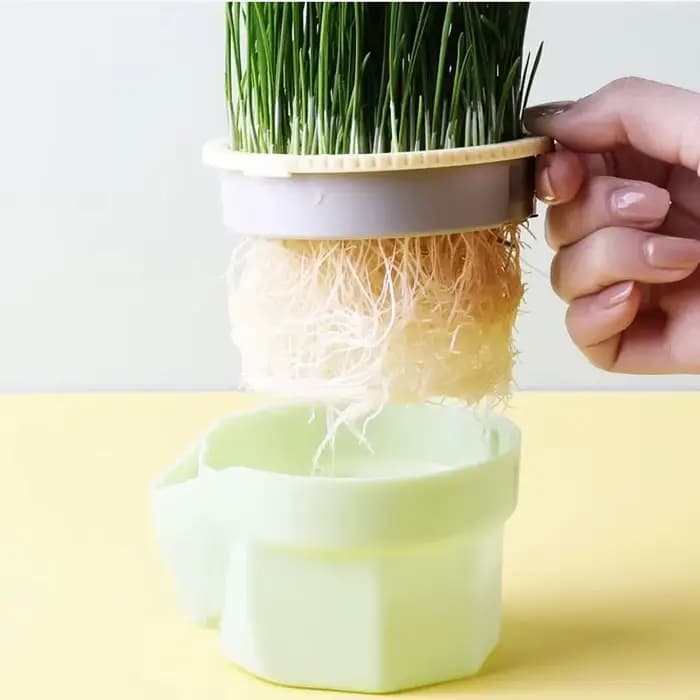 Nouveau plat de germe de chat pour animaux de compagnie Pot de culture plante hydroponique