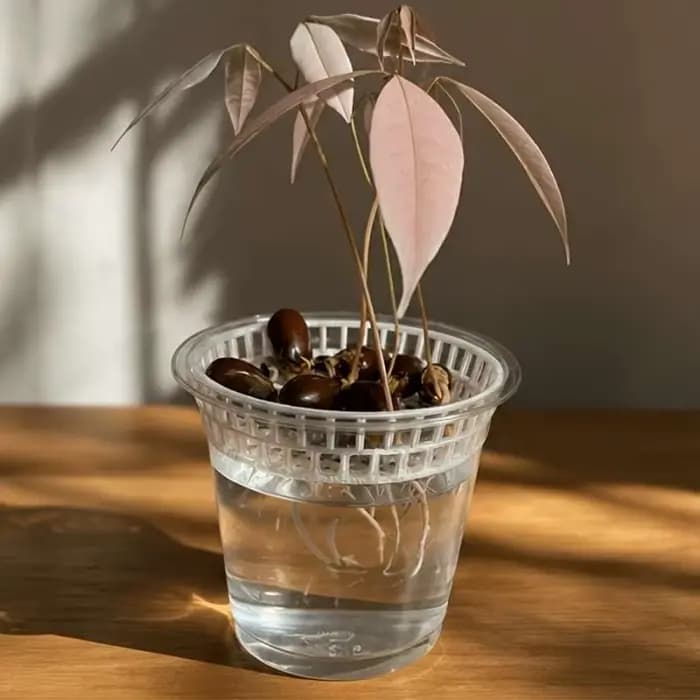 Plateau de germination hydroponique imprimé en 3D pour litchis et longanes, support de culture pour jardinage domestique