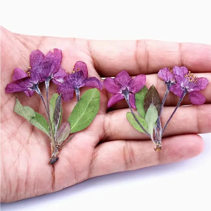 12 pièces, fleurs de bégonia pressées naturelles avec tige
