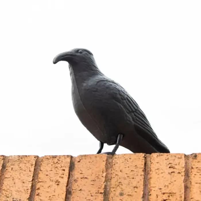 Pigeon épouvantail leurre corbeau antiparasitaire répulsif dissuasion