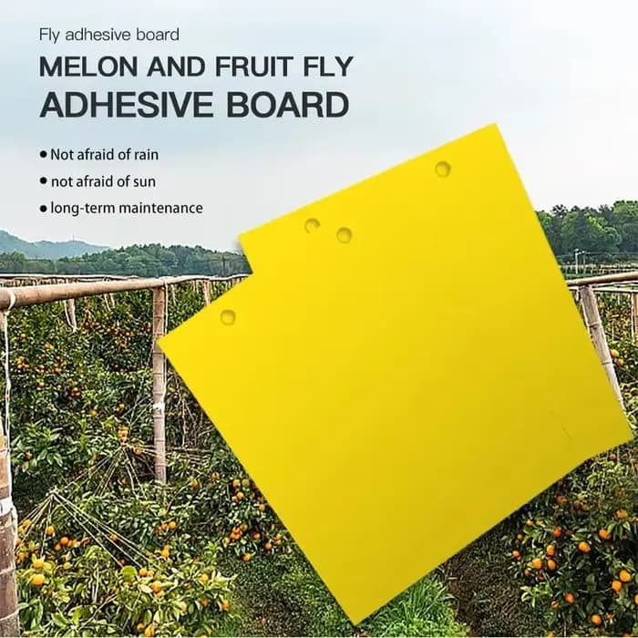Pièges à insectes pour mouches et slime des fruits