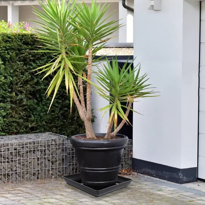 2 pièces de soucoupes carrées pour plantes de 35 cm