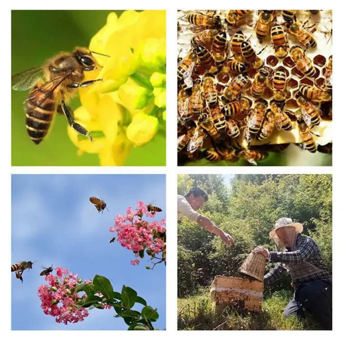 Baume Attrape-Abeilles Charpentières 30g – Appât Naturel pour Abeilles – Ingrédients Entièrement Naturels – Attire