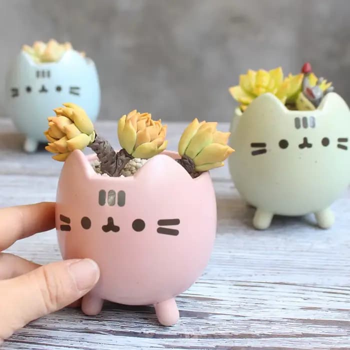 Pot Succulent avec trou