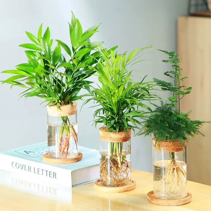 Pot de fleur hydroponique transparent pour la maison