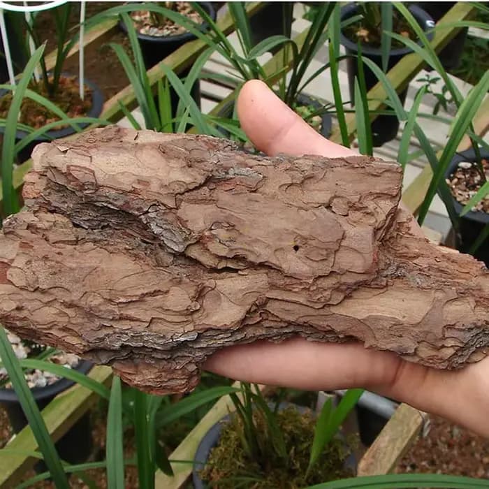 Dendrobe d'écorce de pin naturelle de France
