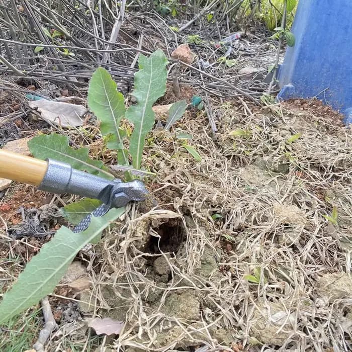 Désherbeur manuel à 4 griffes en acier robuste avec long manche pour jardin