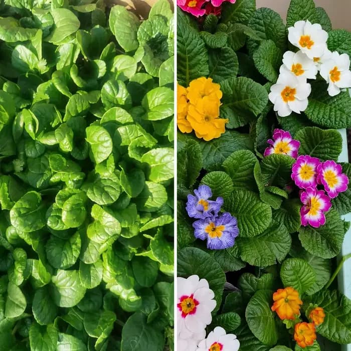 Engrais microbien soluble dans l'eau, métharianium, écologique, 30g, pour protéger les plantes, biofertilisateur naturel pour l'agriculture durable