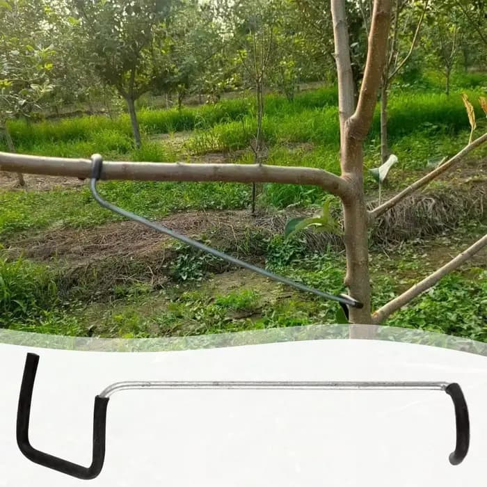 Écarteurs de branches pour arbres fruitiers
