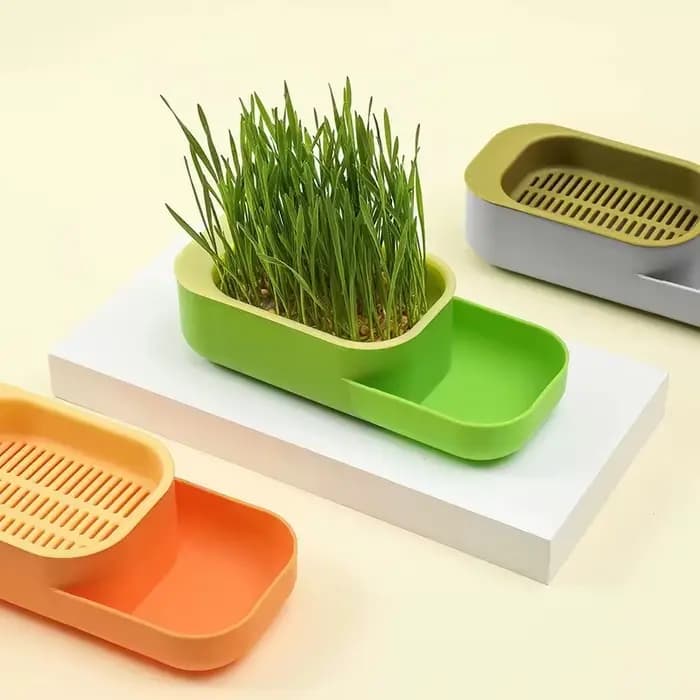 Boîte d'herbe à chat, plantation hydroponique sans sol