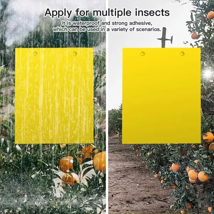 Pièges à insectes pour mouches et slime des fruits