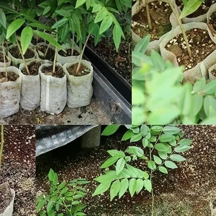 Sacs de pépinière biodégradables