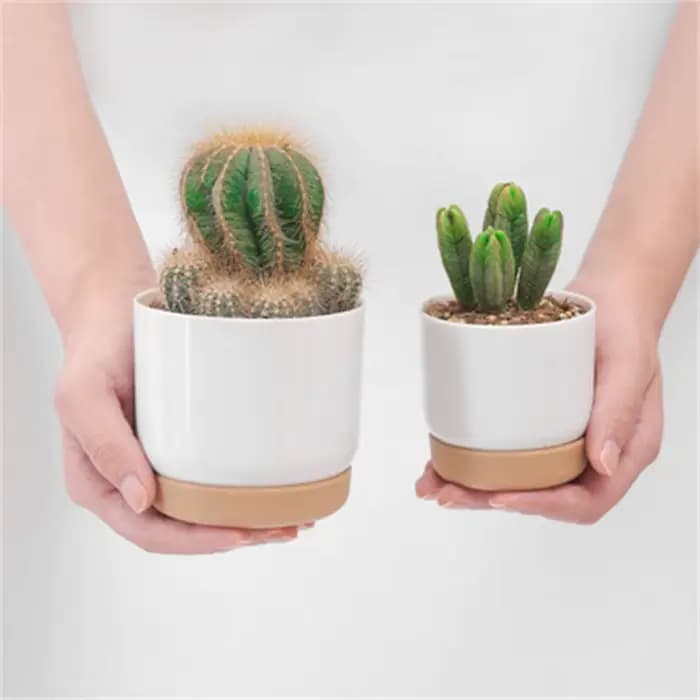 Pot de fleurs rond pour plantes succulentes et cactus