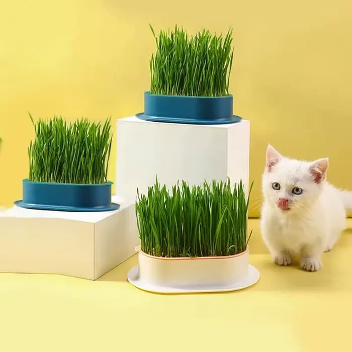 Nouveau plat de germination de chat de compagnie Pot de culture plante hydroponique
