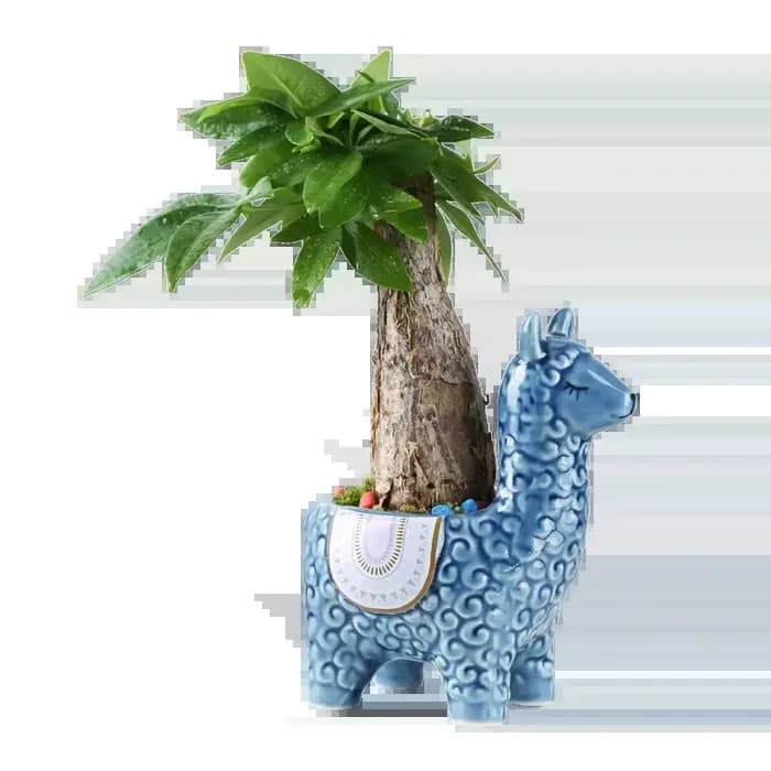 Pot de fleur succulente en alpaga