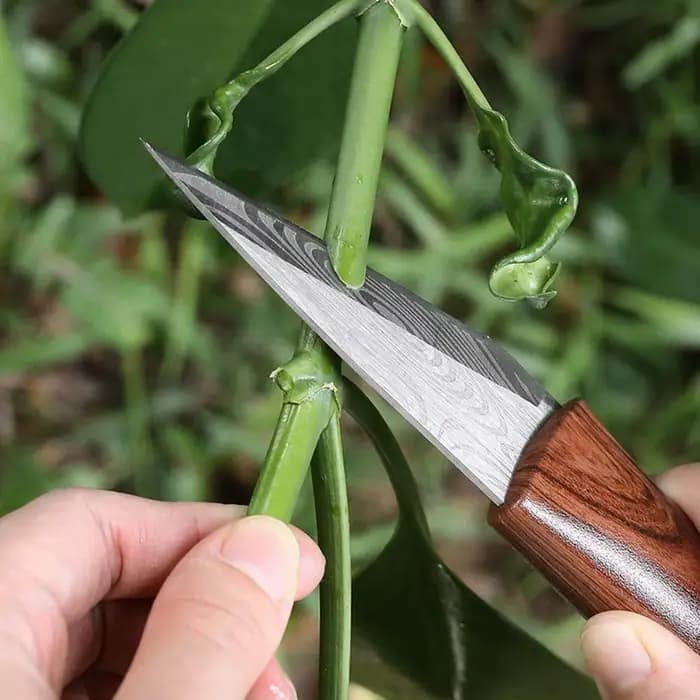 Couteau de greffage Sharp avec manche en bois et étui en cuir