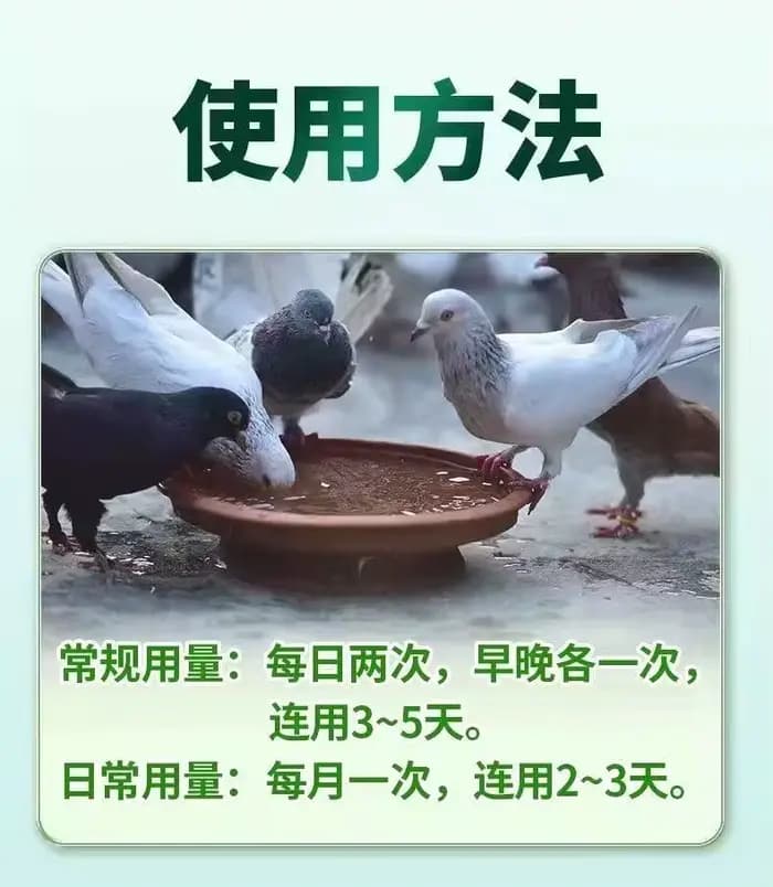 Traitement E. coli / Salmonella / Typhoïde - Complément alimentaire pour la santé intestinale des pigeons 100 pièces