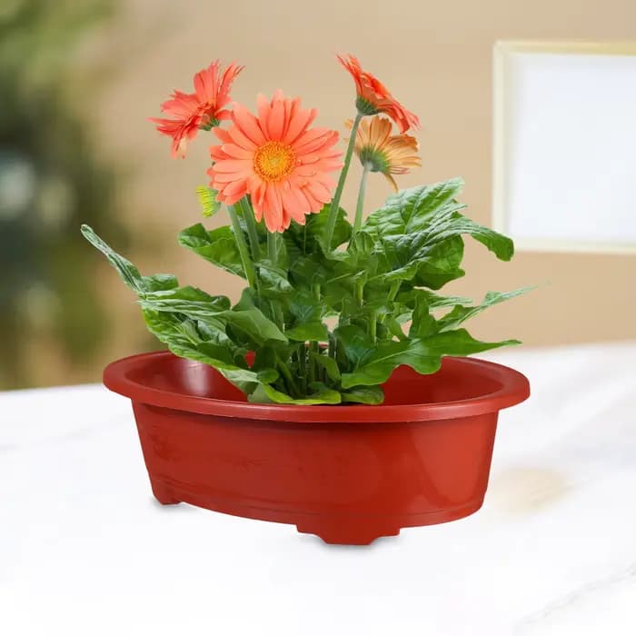 Grands Pots de fleurs ovales en plastique