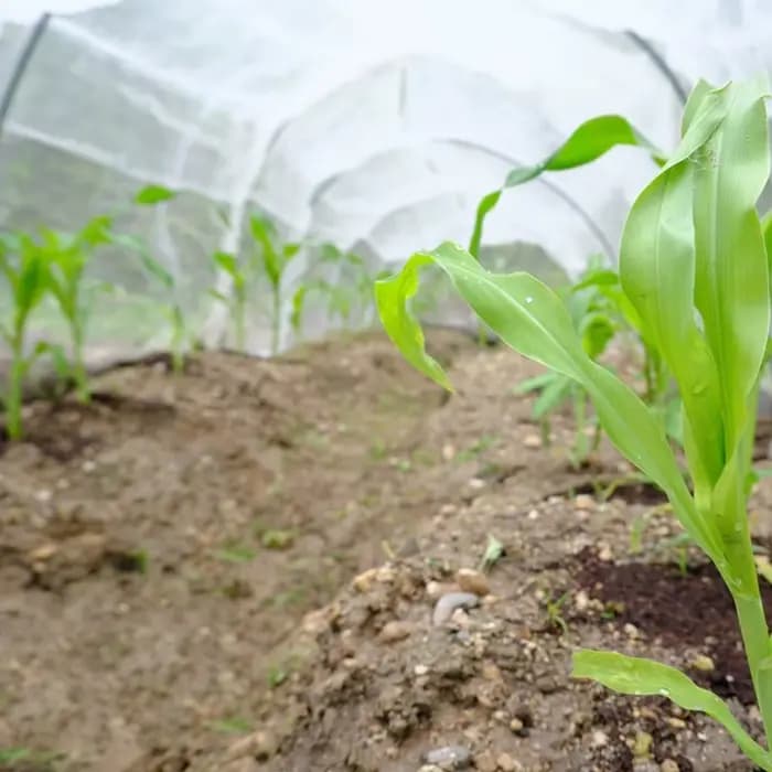 Filet à insectes de jardin blanc à 60 mailles, couverture de protection pour serre, plante de protec