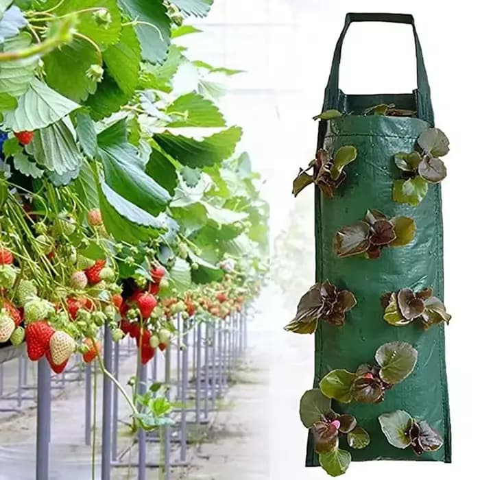 Sacs de culture suspendus pour fraises et tomates