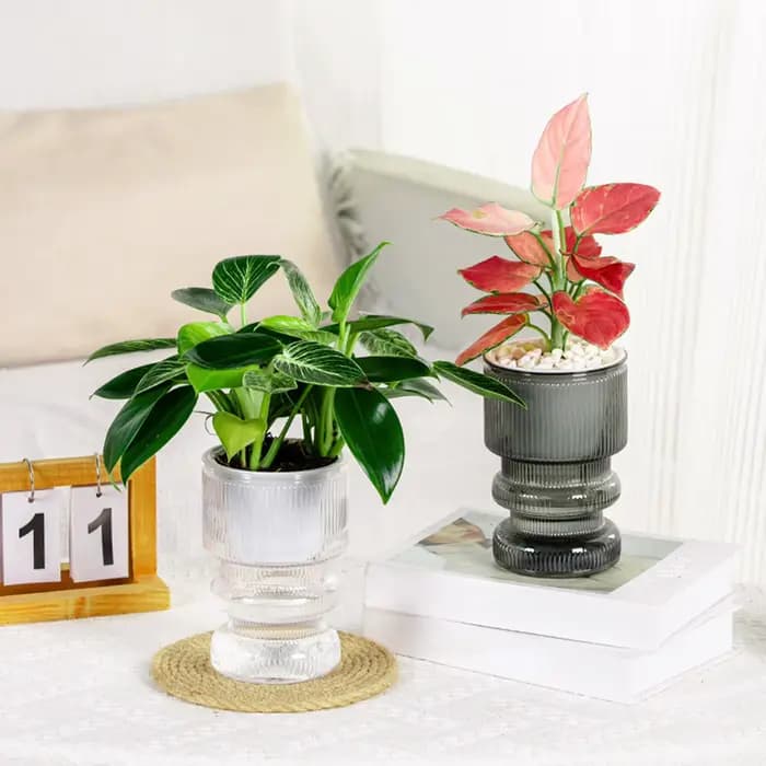 Pot de fleur hydroponique paresseux, pot de fleurs en plastique absorbant l'eau automatique, pot de