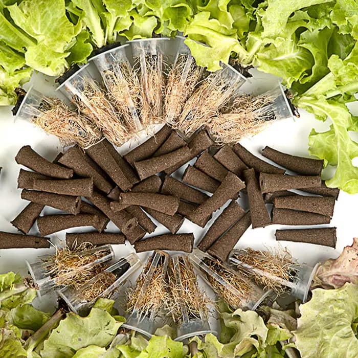 Éponges de culture coniques, fournitures de jardinage, 50 pièces, bouchons de germination rapide pour la propagation et la culture en intérieur et en extérieur