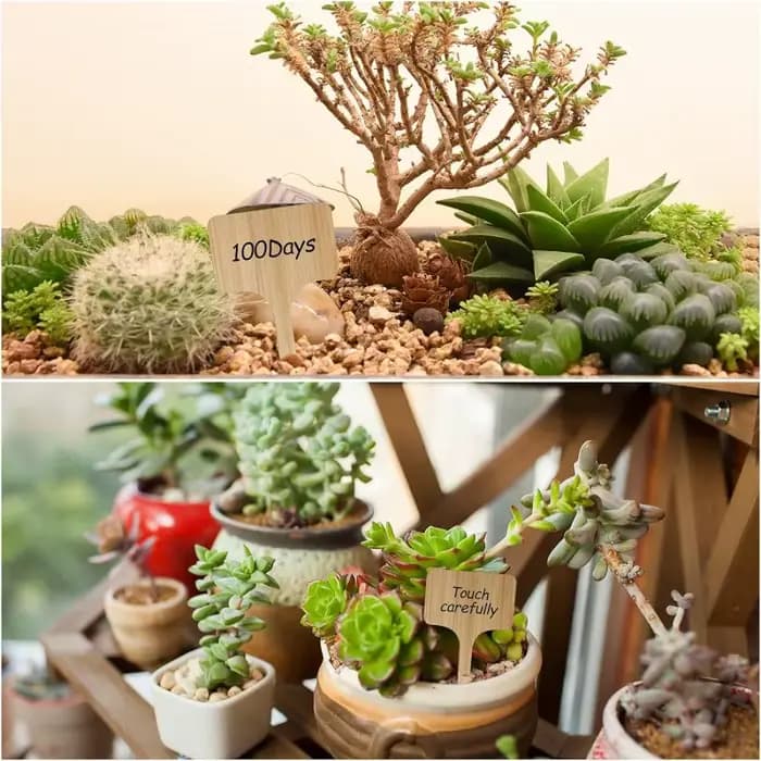Plante en bambou écologique de type T, plante en bois, étiquettes de signalisation, marqueurs de pla