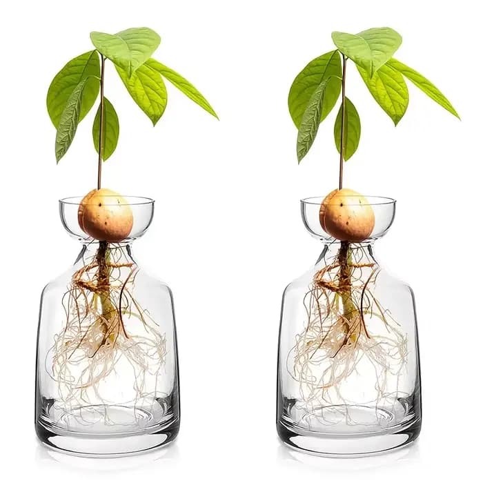 Vase de démarrage de graines d'avocat en deux pièces - Créez votre propre arbre