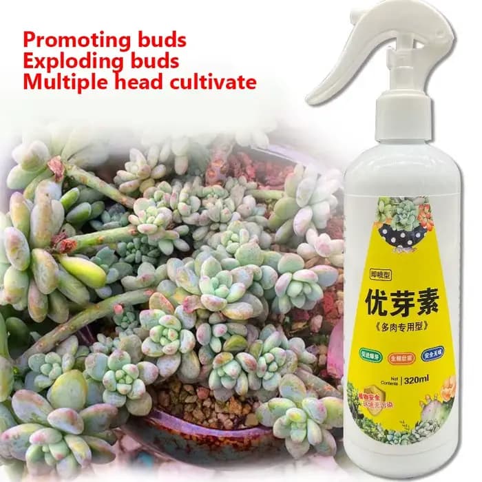 NOUVELLE plante succulente Eugenin favorise le bourgeonnement, la graisse naine et prévient les granulés organiques leggy 320 ml