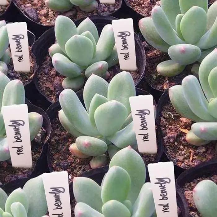 Étiquettes de plantes en plastique pour pots de fleurs, accessoires pour plantes de jardin, marqueur