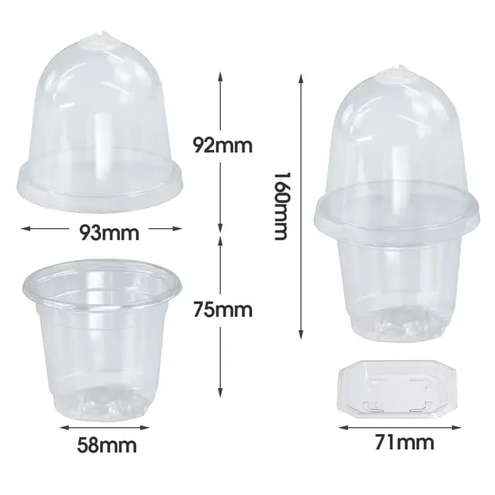 Un ensemble de plantes claires visibles, tasse de Germination, boîte de culture en plastique Transpa