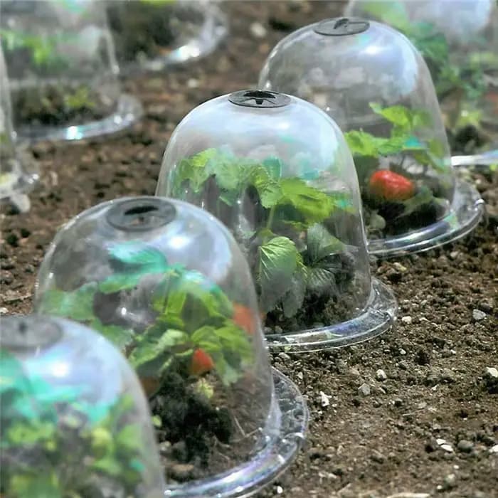 Mini cloches de serre en plastique réutilisables