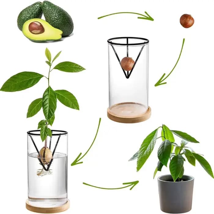 Vase en verre hydroponique avec support triangulaire