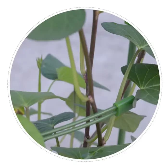 Vigne grimpante T1 pour plantes en pot, cadre de support en plastique enduit d'acier, treillis décor