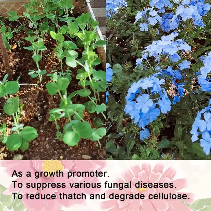 Trichoderma Harzianum champignon du sol microscopique biofertilisateur polyvalent engrais microbien protège les plantes pour le jardin