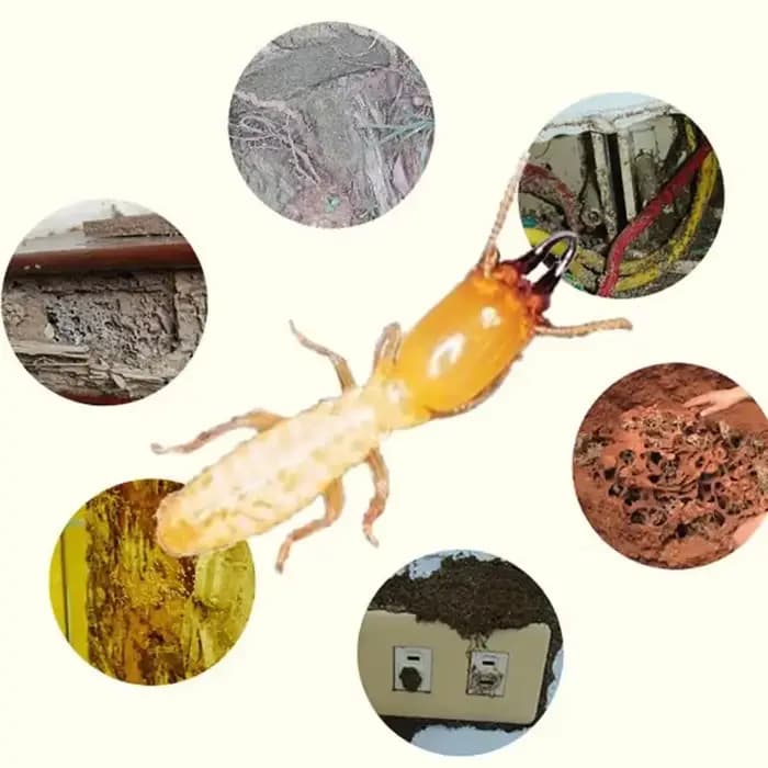 Boîte de piège à termites de station d'appât de termite