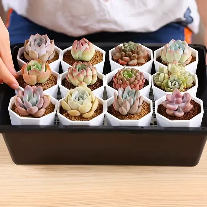 2/4//10 pièces de Pots de fleurs octogonaux blancs sont très adaptés aux cactus succulents et à la croissance des plantes intérieures et extérieures