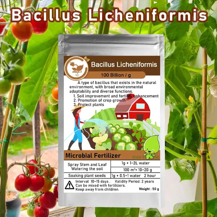 50g Bacillus Licheniformis 100 milliards d'engrais biologique microbien pour l'agriculture organique