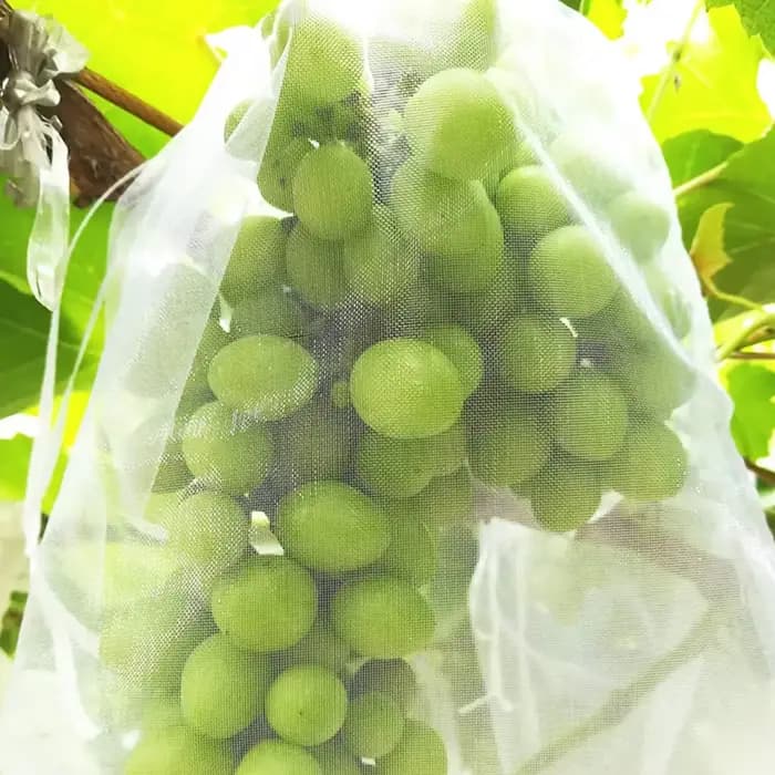 Sacs de Protection des fruits, 100 pièces, filet antiparasitaire, sacs de raisin Anti-oiseau, filet