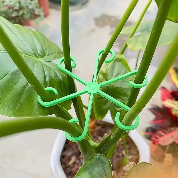 Piquets de Support de tige de plante de fleur, cadre de Support de plante d'intérieur grimpante, jar