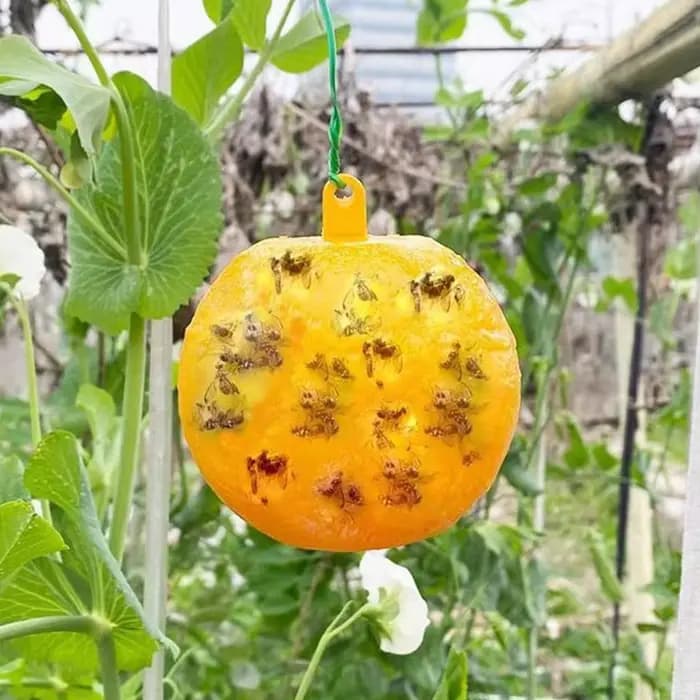 Pièges à mouches fruitiers avec sphères adhésives pour se baigner