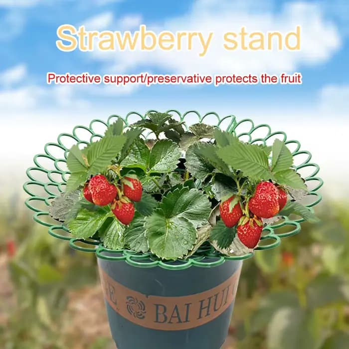 Supports de fraises avec 3 pieds de Support robustes, pour conserver les plantes et les fruits, supp
