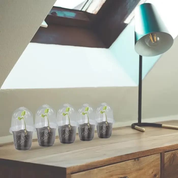 Un ensemble de plantes claires visibles, tasse de Germination, boîte de culture en plastique Transpa
