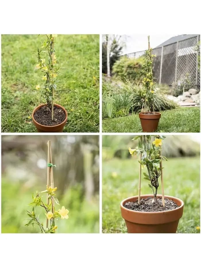 Piquets en bois de jardin en bambou, 20 pièces, plantes en bambou écologiques, piquets en bois, plan