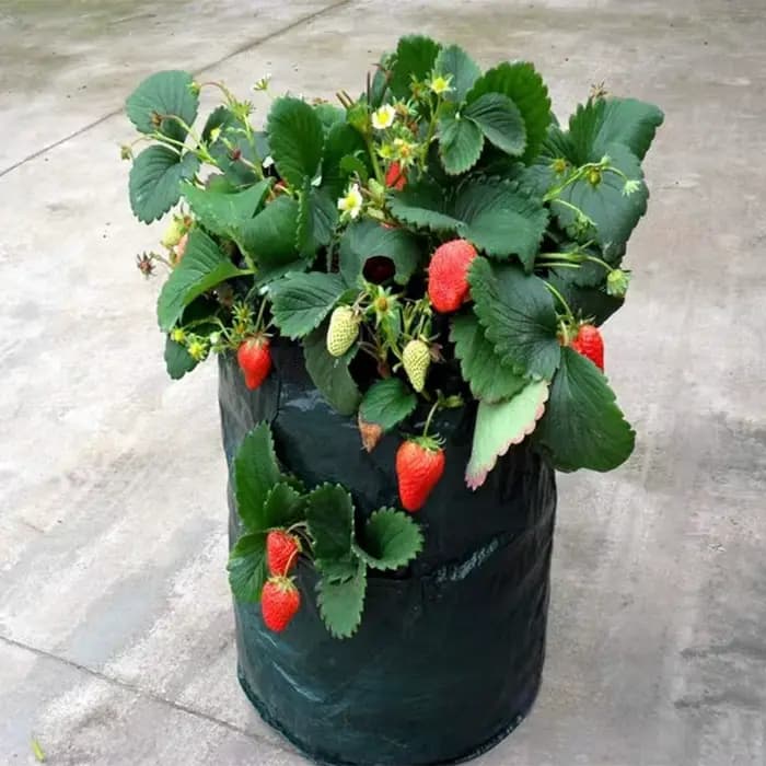 5/7/10 Gallons PE fraise planteur sacs de culture Pot de pommes de terre Pots de Jardin maison Jardi