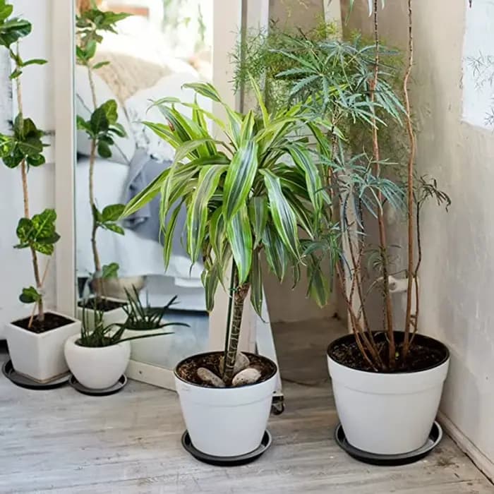 Pot de fleur rond en PP pour plantes succulentes, plateaux bruts S/05, plateaux pour plantes en amar