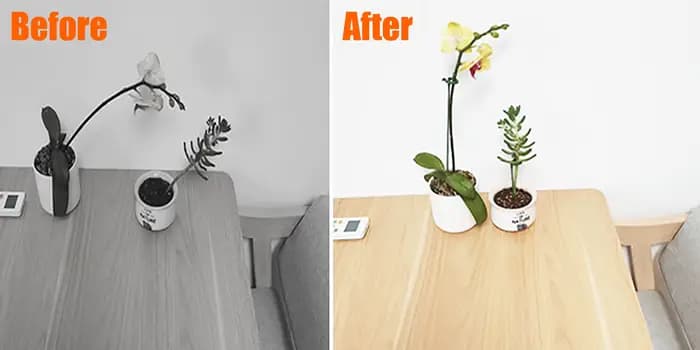 Supports de plantes en plastique réutilisables, support de fleurs, outil de protection en fibre, fou