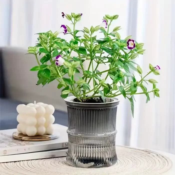 Pot de fleur hydroponique paresseux, Pot de fleurs automatique absorbant l'eau, Transparent, Double