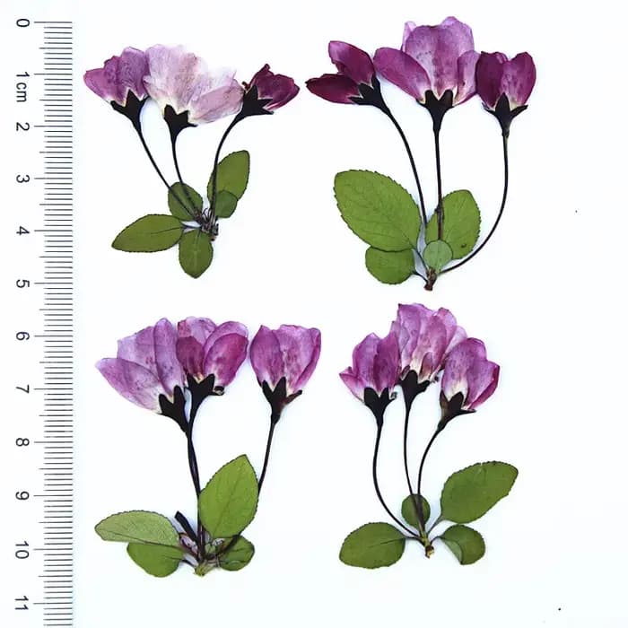 12 Pièces de Fleurs Séchées de Bégonia avec Feuilles pour Remplissage de Moules en Résine Époxy DIY,