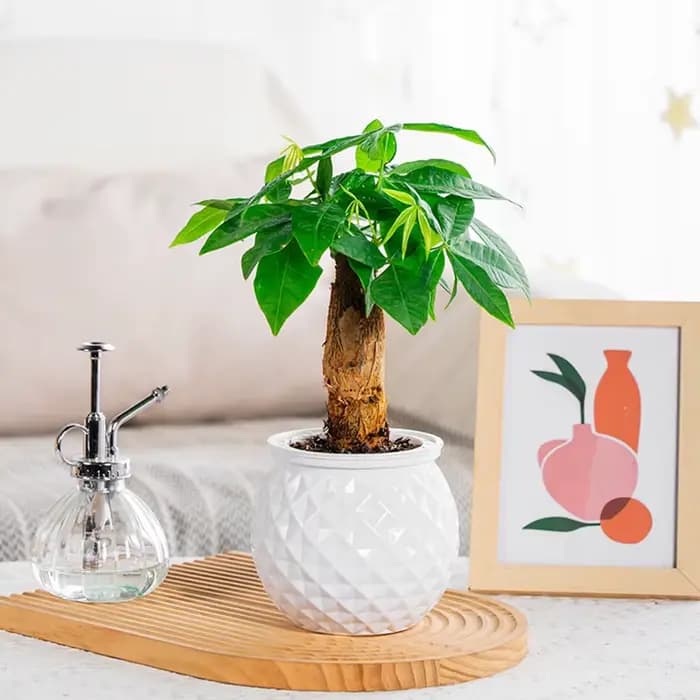 Pot de jardinière à arrosage automatique avec aquarium, Mini Pot Transparent pour plantes, système d